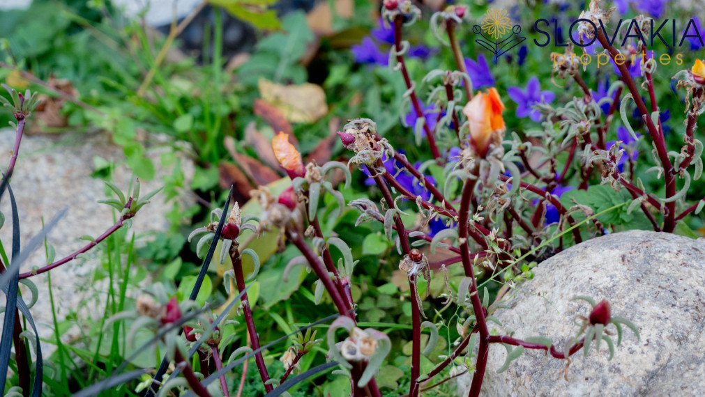 PREDANÉ Záhrada z ktorej sa vám nebude chcieť odísť