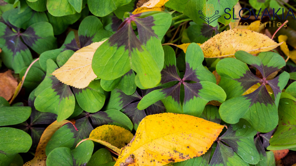 PREDANÉ Záhrada z ktorej sa vám nebude chcieť odísť